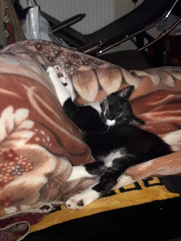 British Shorthair kittens for sale in Nottingham, Nottinghamshire – 3 months old