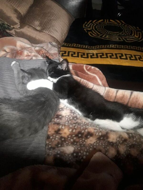 British Shorthair kittens for sale in Nottingham, Nottinghamshire – 3 months old - Image 2 of 3