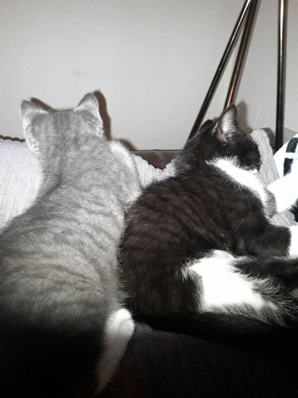 British Shorthair kittens for sale in Nottingham, Nottinghamshire – 3 months old - Image 3 of 3