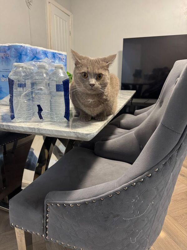 British Shorthair Kittens For Sale