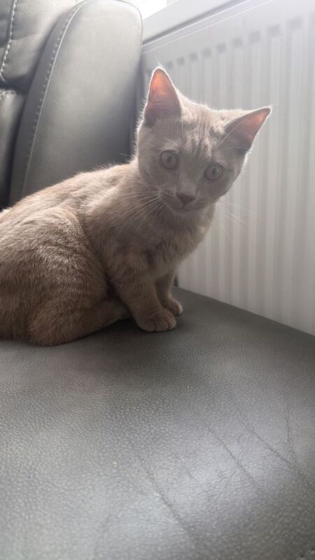 British Shorthair kittens for sale in Burnley, Lancashire – 9 months old - Image 2 of 3