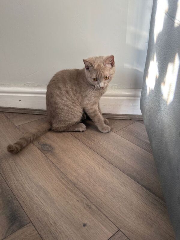 British Shorthair kittens for sale in Burnley, Lancashire – 9 months old - Image 3 of 3