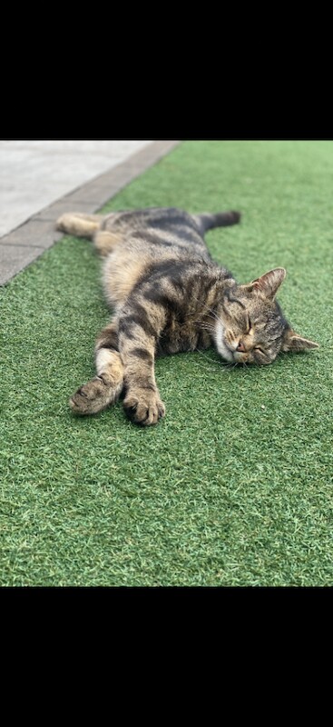 British short hair tabby X Persian
