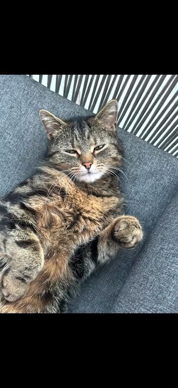 British short hair tabby X Persian - Image 2 of 2