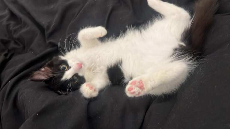 British Shorthair kittens for sale in Wood Green, Greater London – 4 months old