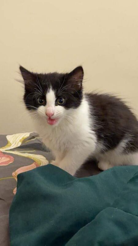 British Shorthair kittens for sale in Wood Green, Greater London – 4 months old - Image 2 of 4