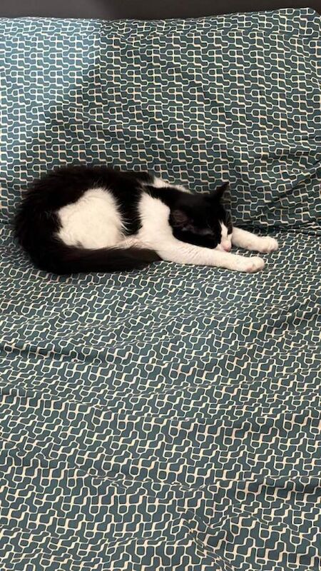 British Shorthair kittens for sale in Wood Green, Greater London – 4 months old - Image 3 of 4