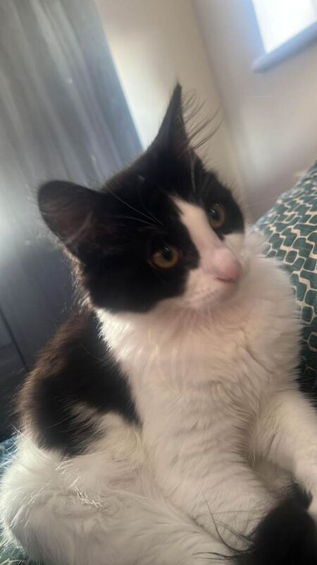 British Shorthair kittens for sale in Wood Green, Greater London – 4 months old - Image 4 of 4