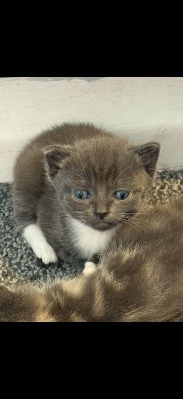 British Shorthair kittens for sale in Sturry, Kent – 5 weeks old