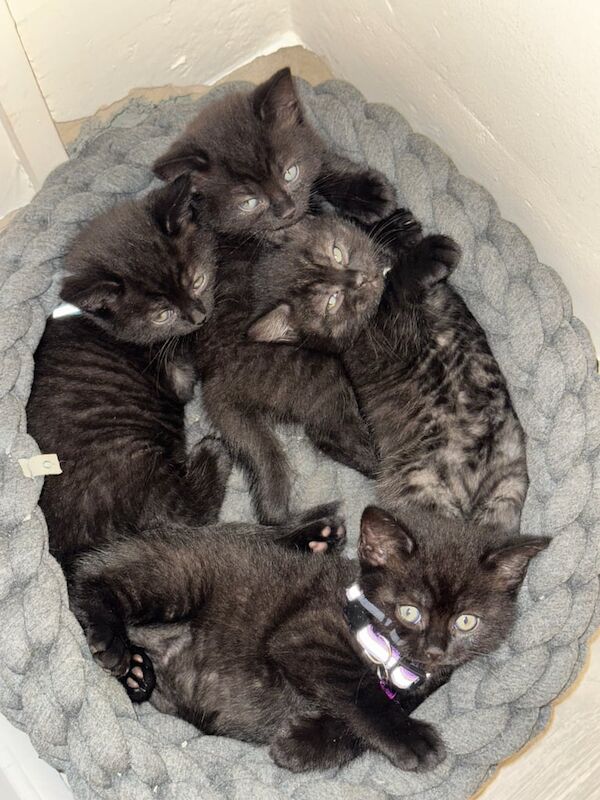 British Shorthair kittens for sale in Aldeburgh, Suffolk – 6 weeks old