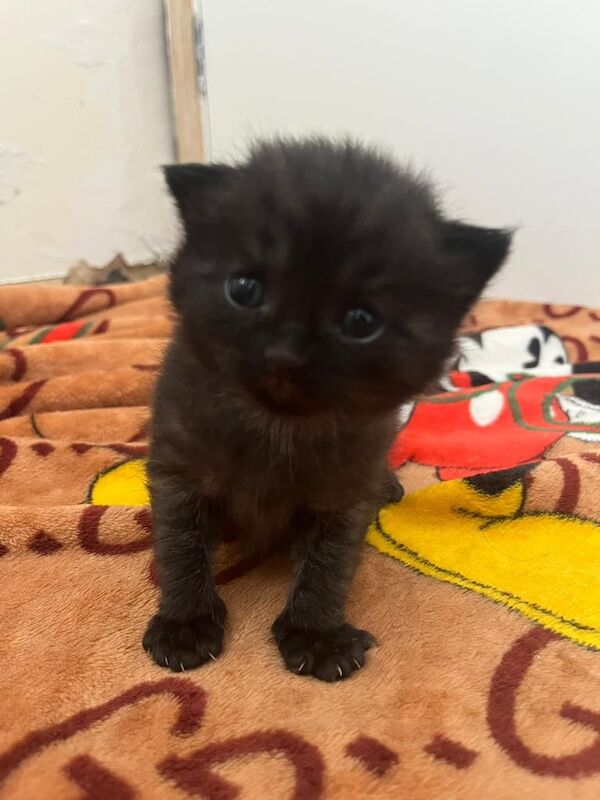 British Shorthair kittens for sale in Aldeburgh, Suffolk – 6 weeks old - Image 2 of 3
