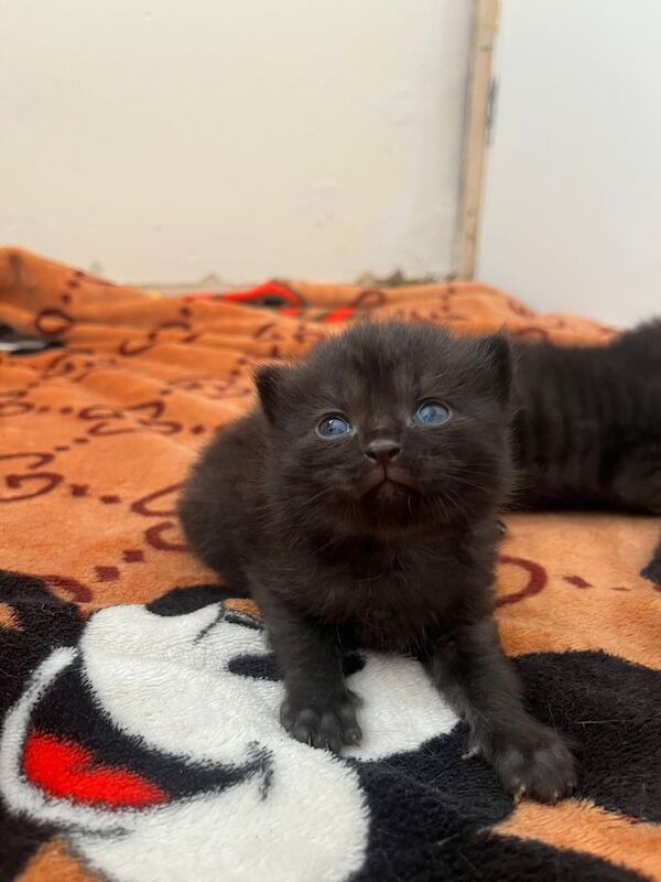 British Shorthair kittens for sale in Aldeburgh, Suffolk – 6 weeks old - Image 3 of 3