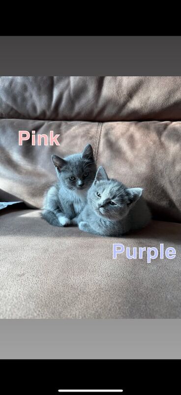 British Shorthair kittens for sale in Orpington, Greater London – 9 weeks old