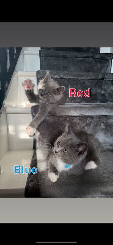 British Shorthair kittens for sale in Orpington, Greater London – 9 weeks old - Image 2 of 3