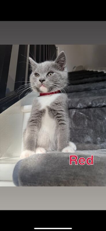 British Shorthair kittens for sale in Orpington, Greater London – 9 weeks old - Image 3 of 3