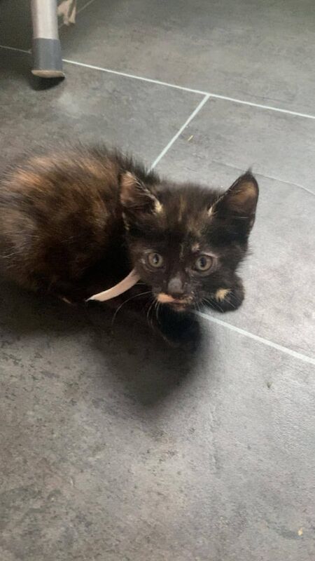 British Shorthair kittens for sale in Leicester, Leicestershire – 3 months old - Image 2 of 3