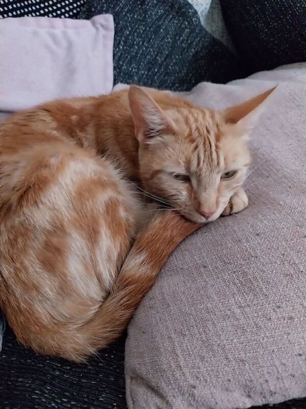 British Shorthair kittens for sale in Leicester, Leicestershire – 3 months old - Image 3 of 3