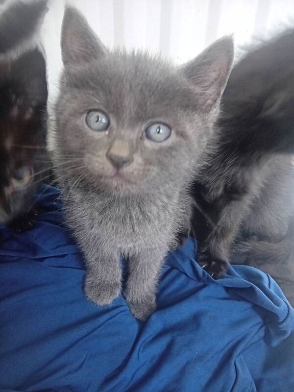 British Shorthair Kittens For Sale