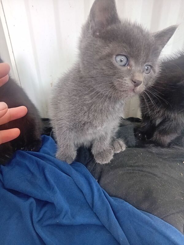 British short haired beautiful kitten - Image 2 of 3