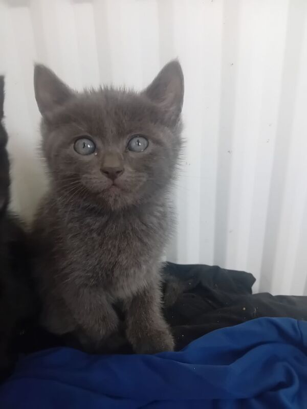 British short haired beautiful kitten - Image 3 of 3