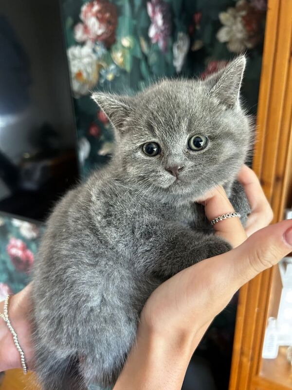 British Shorthair kittens for sale in Colchester, Essex β 8 weeks old