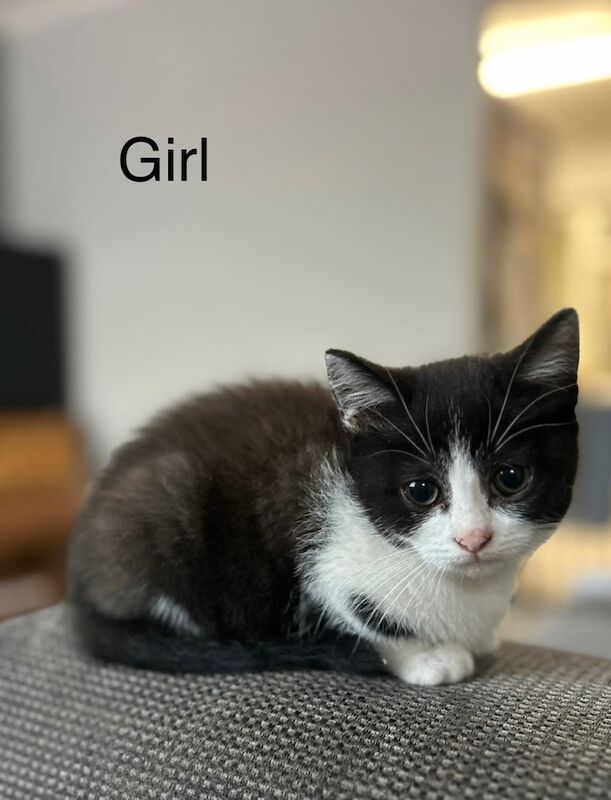 British Shorthair kittens for sale in Cambridge, Cambridgeshire – 9 weeks old