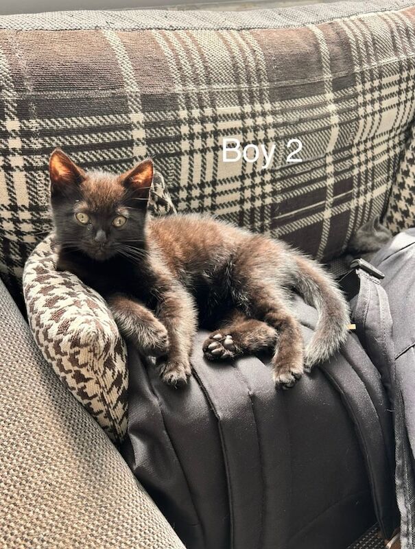 British Shorthair kittens for sale in Cambridge, Cambridgeshire – 4 months old - Image 3 of 3