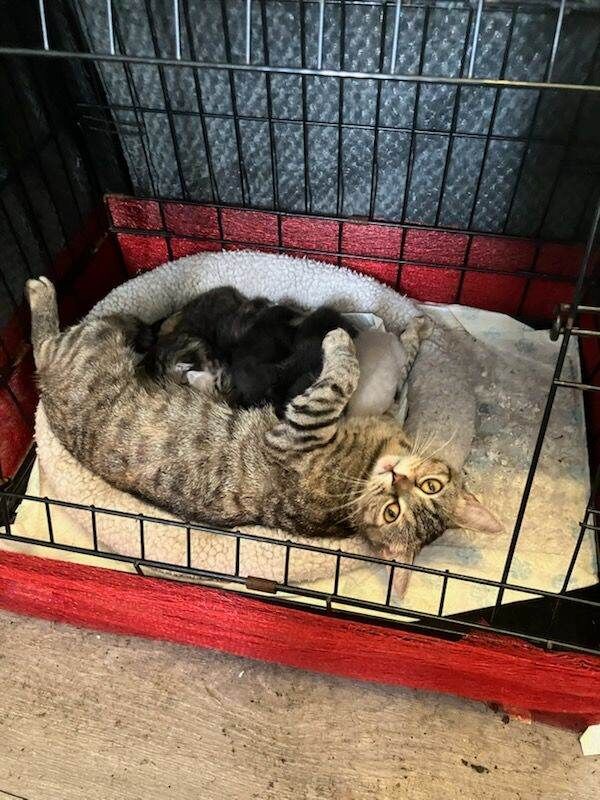 British Shorthair Kittens For Sale