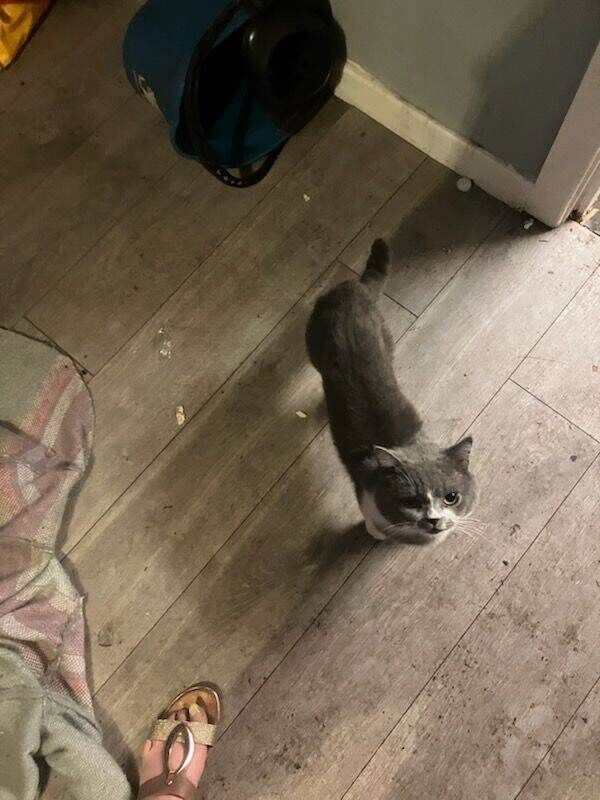 British short haired cross kittens - Image 2 of 2
