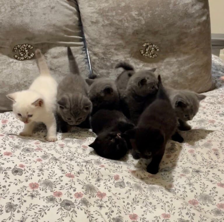 British Shorthair kittens for sale in Eltham, Greater London β 8 weeks old