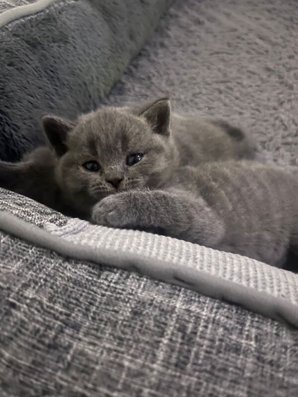 British Shorthair kittens for sale in Eltham, Greater London – 8 weeks old - Image 2 of 4