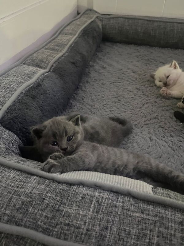 British Shorthair kittens for sale in Eltham, Greater London – 8 weeks old - Image 3 of 4