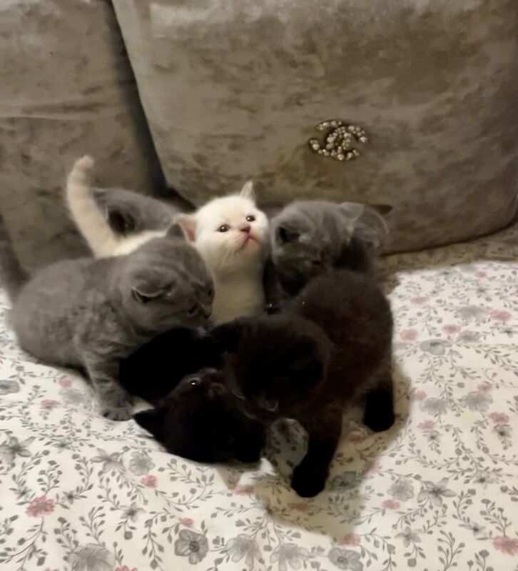British Shorthair kittens for sale in Eltham, Greater London – 8 weeks old - Image 4 of 4