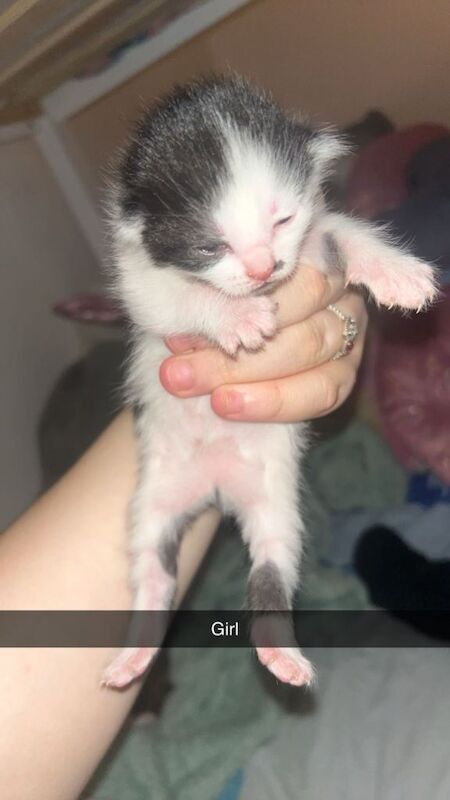 British short haired kittens