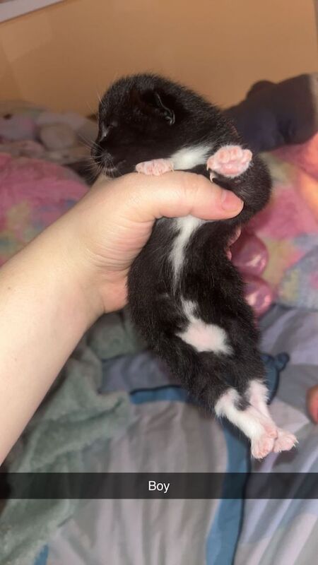 British short haired kittens - Image 2 of 6