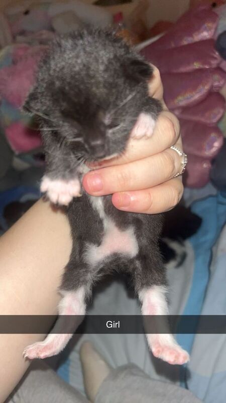 British short haired kittens - Image 3 of 6