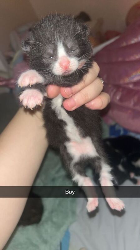 British short haired kittens - Image 4 of 6