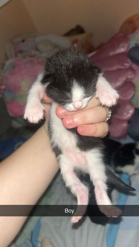 British short haired kittens - Image 5 of 6