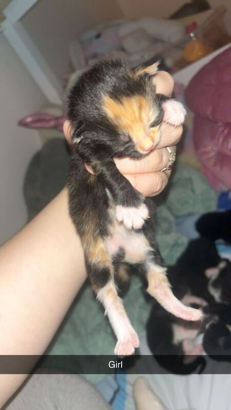 British short haired kittens - Image 6 of 6