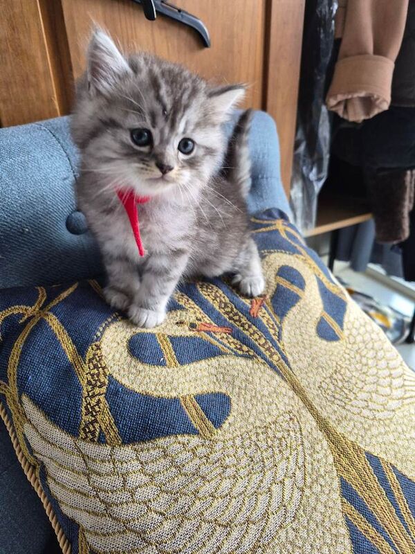 British Shorthair Kittens For Sale