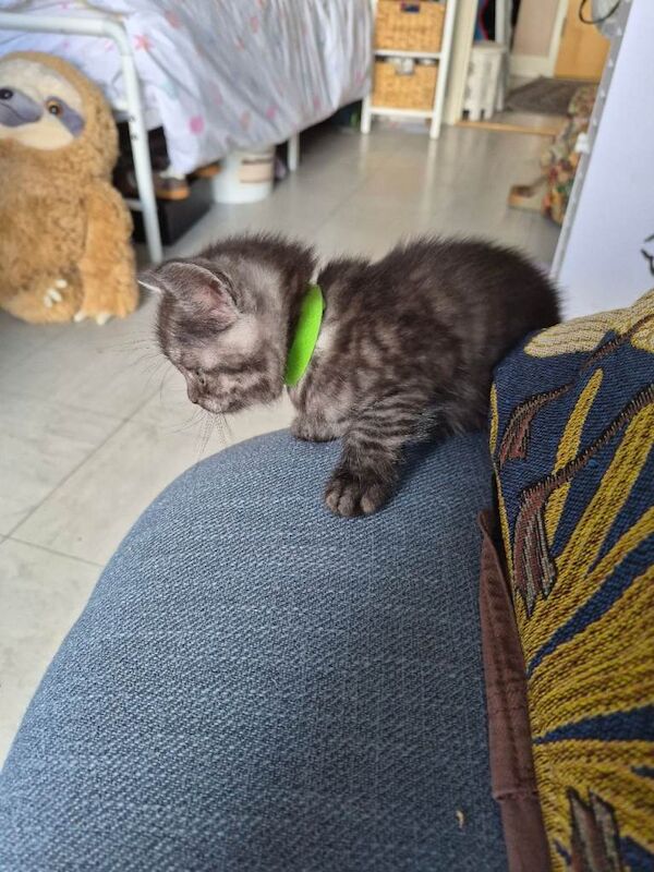 British short-haired X KITTENS - Image 2 of 5