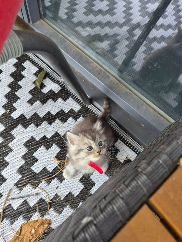 British short-haired X KITTENS - Image 3 of 5