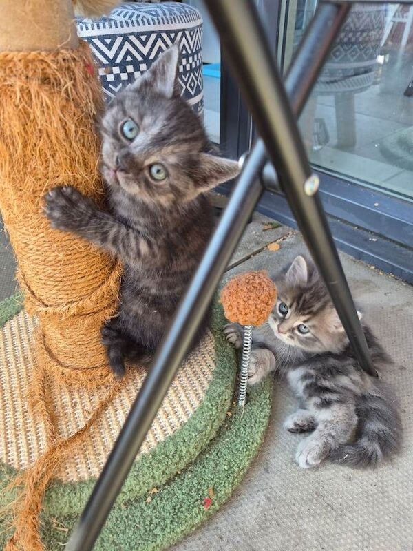 British short-haired X KITTENS - Image 4 of 5