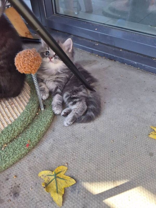 British short-haired X KITTENS - Image 5 of 5