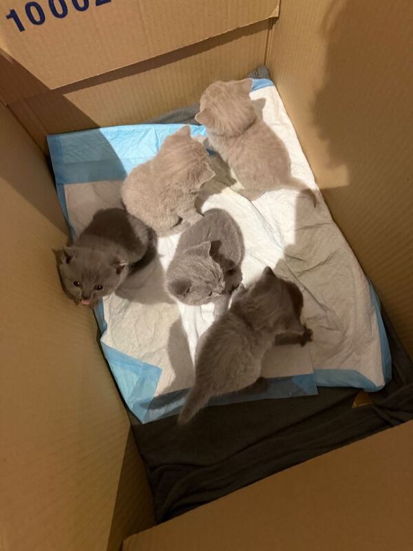 British Shorthair kittens for sale in Oldham, Greater Manchester – 3 weeks old