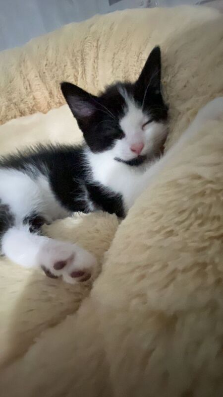 British Shorthair Kittens For Sale Under £300