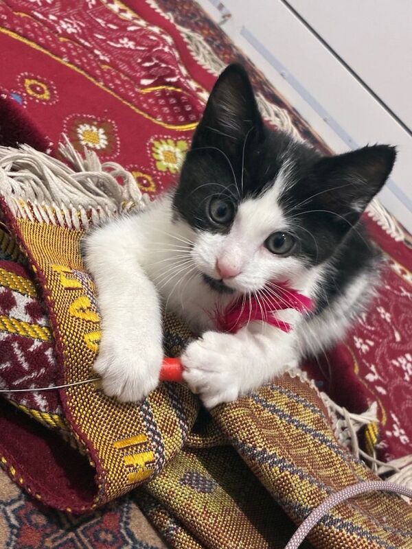 British short hairs white and black Cat - Image 2 of 3