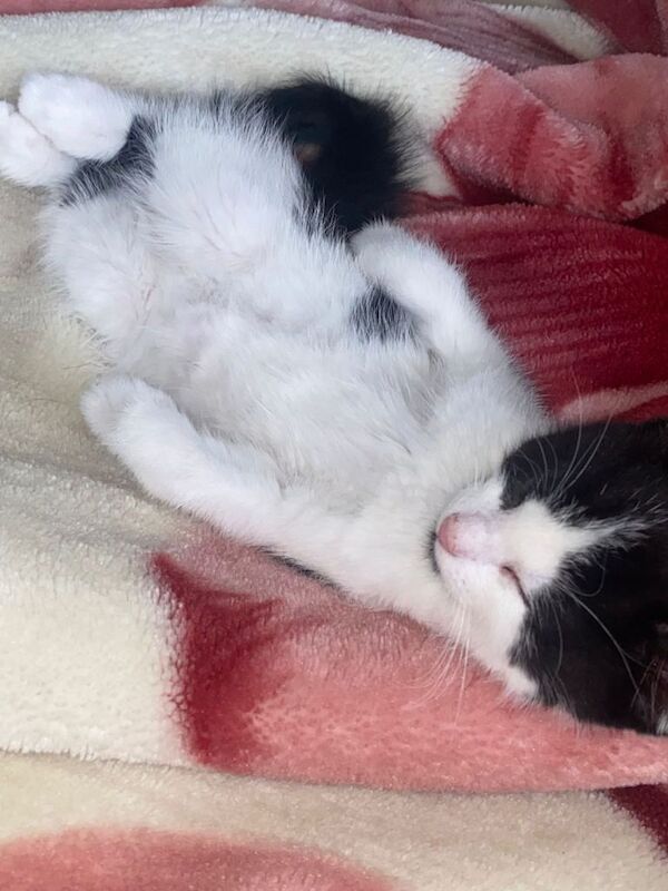 British short hairs white and black Cat - Image 3 of 3