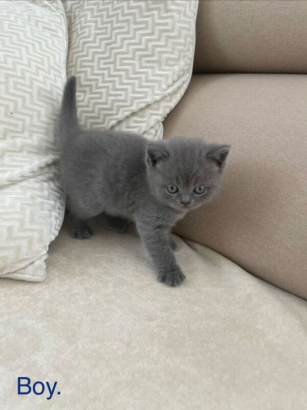British short kittens - Image 2 of 4