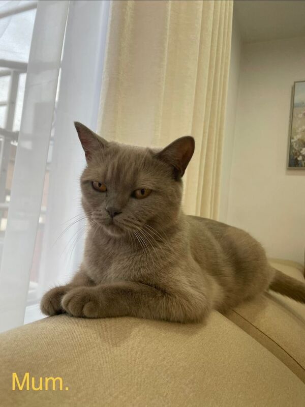British short kittens - Image 3 of 4